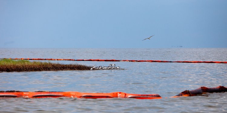 A nesting flock gathers near oil soaked grasses