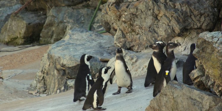 African Penquins