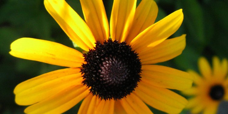 Black-Eyed Susan