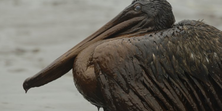 By the BP oil spill [AP]