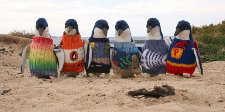 Check Out These Tiny Penguins