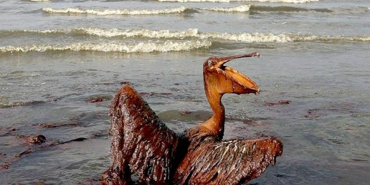 Pelican soaked in oil from the