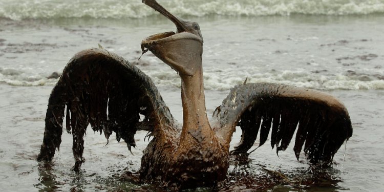A brown pelican covered in oil
