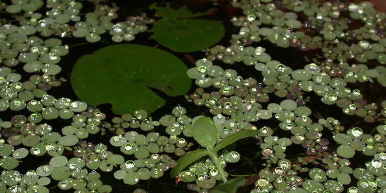 Fern-Inspired Nanofur Soaks