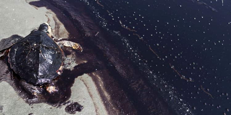 British Petroleum s Oil Spill