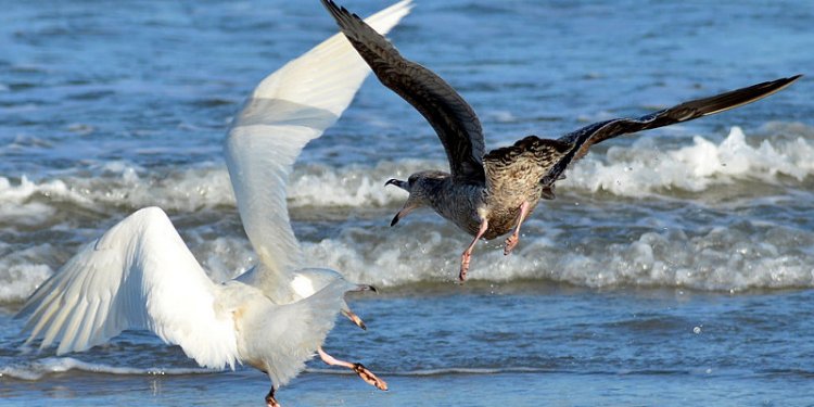 Glaucous Herring Gull Dispute