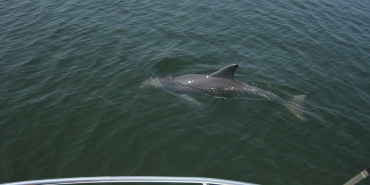 Gulf Coast Surveillance