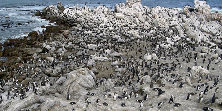 Jackass Penguin Colony (South Africa