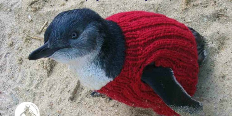 Knit A Penguin A Sweater And