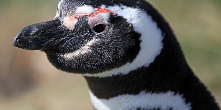 Magellanic Penguin (Spheniscus magellanicus