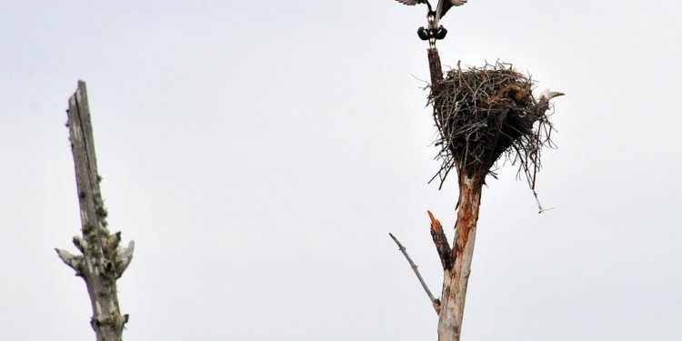 Osprey Mating Call