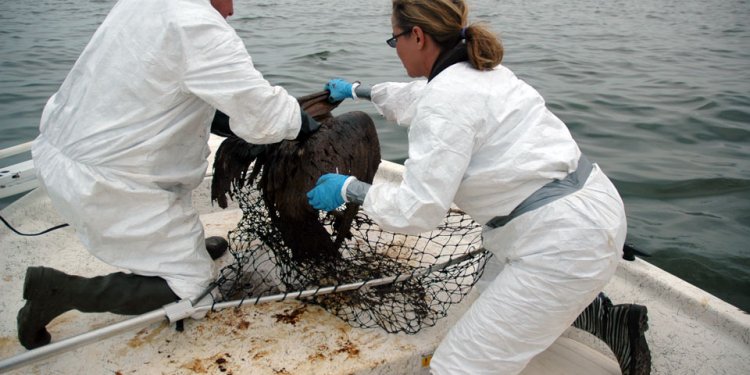 Resucing a pelican