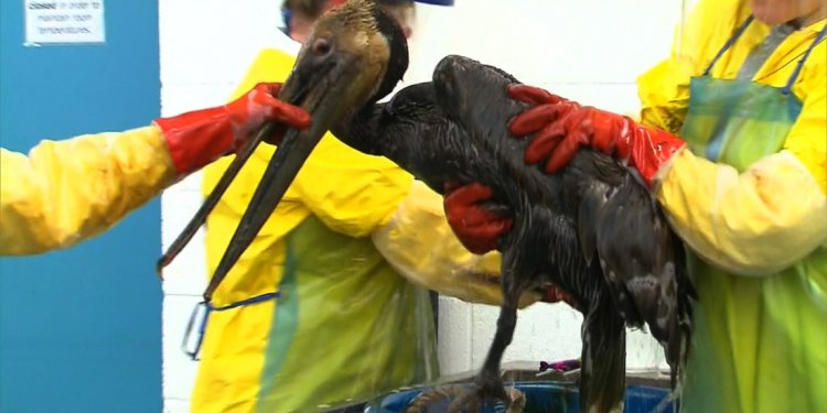 Revisit the BP oil spill