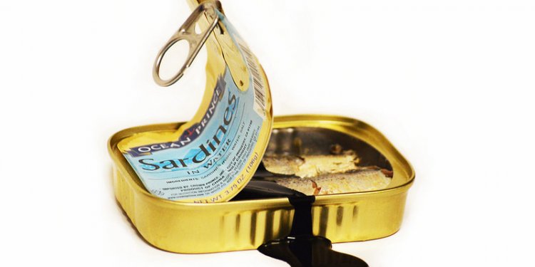 Sardines