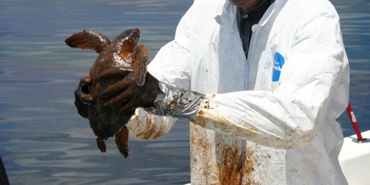 Sea turtle covered in oil