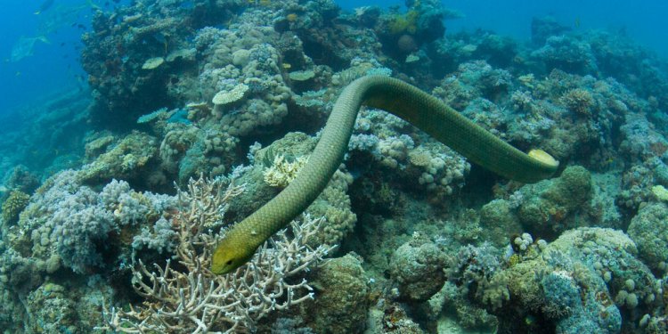 Sea-snakes