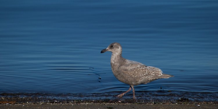 Vancouver oil spill reaches