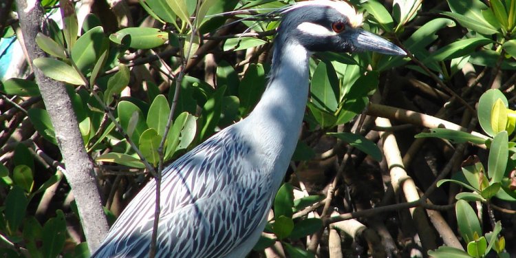 Yellow-crowned night heron