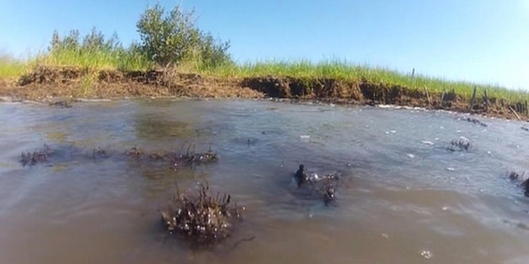 BP oil spill long Term effects