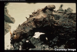 a-dead otter is among hundreds of thousands of pets oiled or killed because of the Exxon Valdez oil spill. (Credit: Alaska Resources Library and Ideas Service)