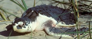 A Kemps Ridley ocean turtle at Padre Island nationwide Seashore