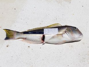 A survey of the gulf by University of South Florida scientists found more fish, including tilefish﻿ like this one, suffering from skin lesions in the area where the oil spill occurred.