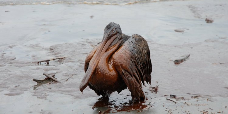 Oil spills on animals