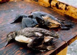 wild birds killed because of oil through the Exxon Valdez spill.