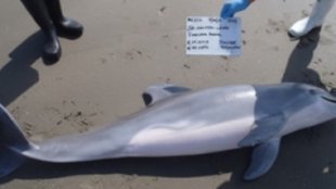 BP Oil Spill Responsible for Gulf of Mexico Dolphin Deaths
