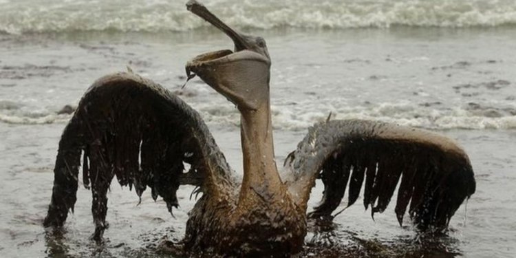 BBC News BP oil spill