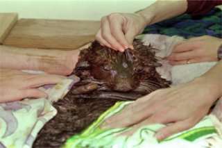 Cleaning a-sea otter afflicted with an oil spill