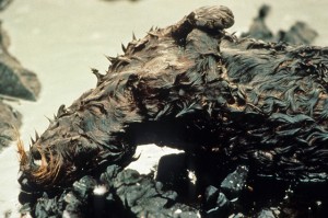 Dead Oiled Sea Otter After the Exxon Valdez Oil Spill