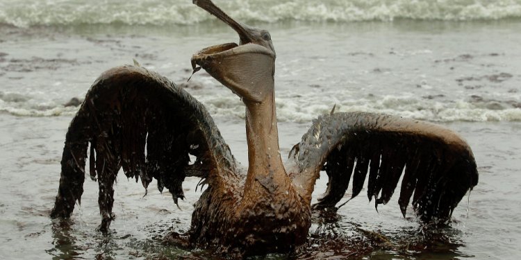 Effects of oil spills on the environmental