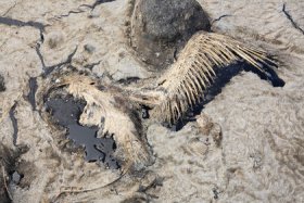 catastrophes Oil Spills 3571