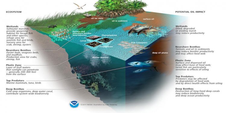 Environmental impact of Deepwater Horizon oil spill
