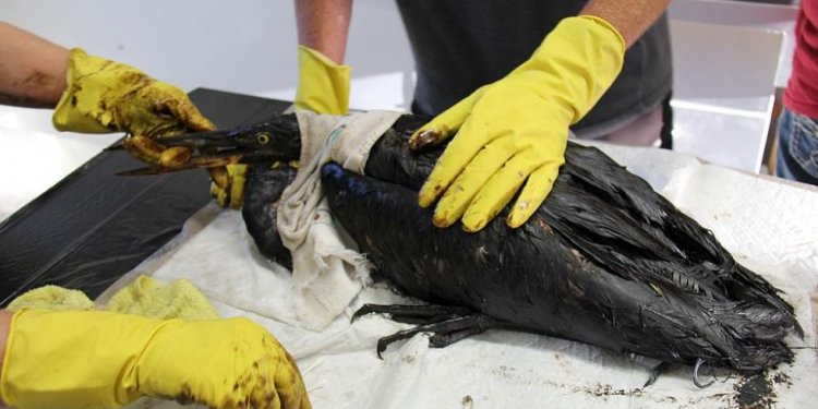 Animals affected by oil spills