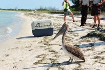 Gulf Oil Spill Update: Just the Facts