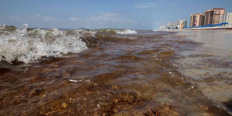 Chemicals used to clean up oil spills