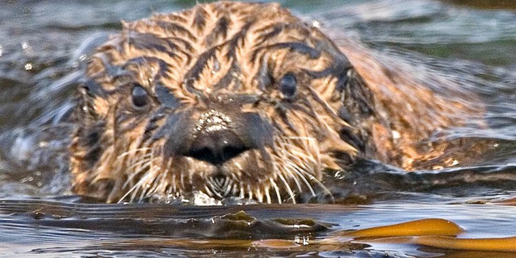 Sea otters oil spill