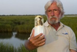 Jean-Michel observes the influence of oil and dispersant in the vital salt marsh habitats of Louisiana. Picture credit: © Carrie Vonderhaar, Ocean Futures community