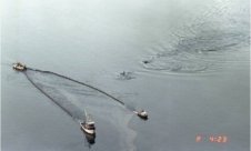 Killer whales cycling alongside boats skimming oil from the Exxon Valdez oil spill.