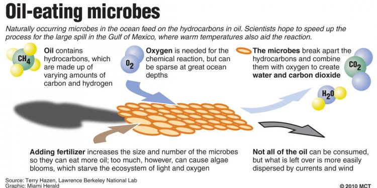 Oil spill Bioremediation microbes