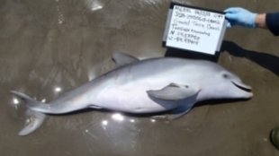 Oil May Have Killed Gulf Dolphins