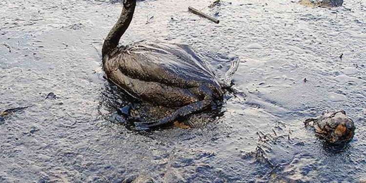 Oil spills facts for Kids