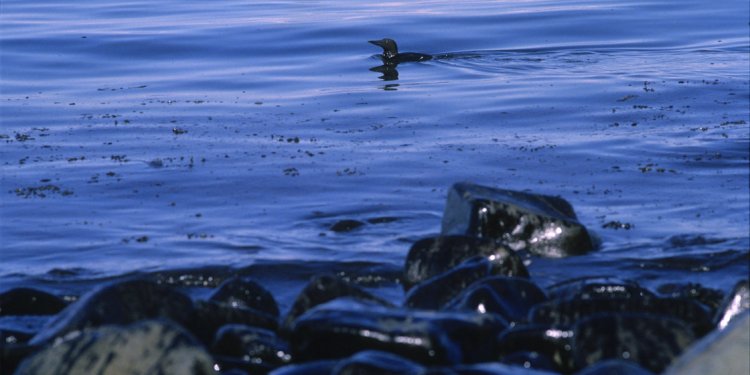 1989 Exxon Valdez oil spill facts