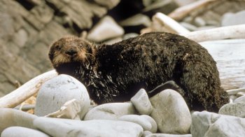 Oiled sea-otter Hauled Out After the Exxon Valdez Oil Spill