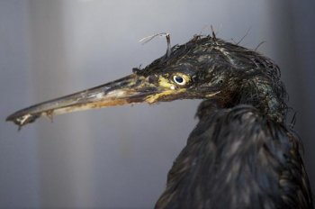 One of the many marsh bird species relying on the damaging spill. Picture credit: © Carrie Vonderhaar, Ocean Futures Society