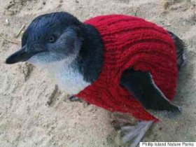 penguin in tiny sweater