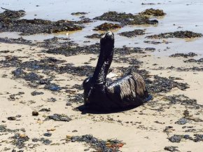 PHOTO: Officials through the California division of Fish and Wildlife said on Twitter that they had currently transported at the least five pelicans to a rehab center.