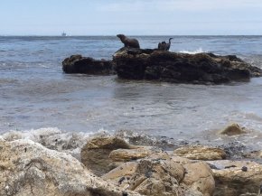 PICTURE: Oil could possibly be seen on rocks near wildlife as volunteers continued to clean up times after pipe ruptured.